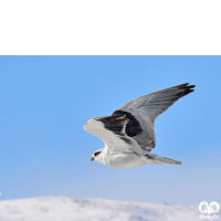 گونه کورکور بال سیاه Black-winged Kite